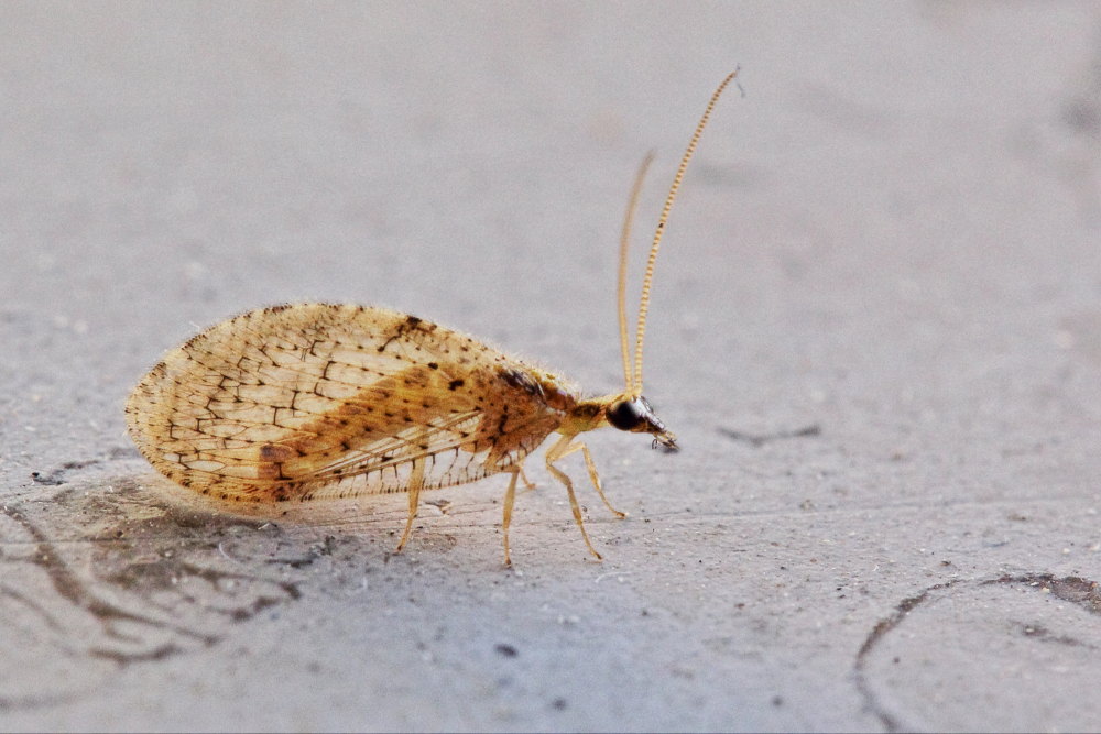 Hemerobius humulinus