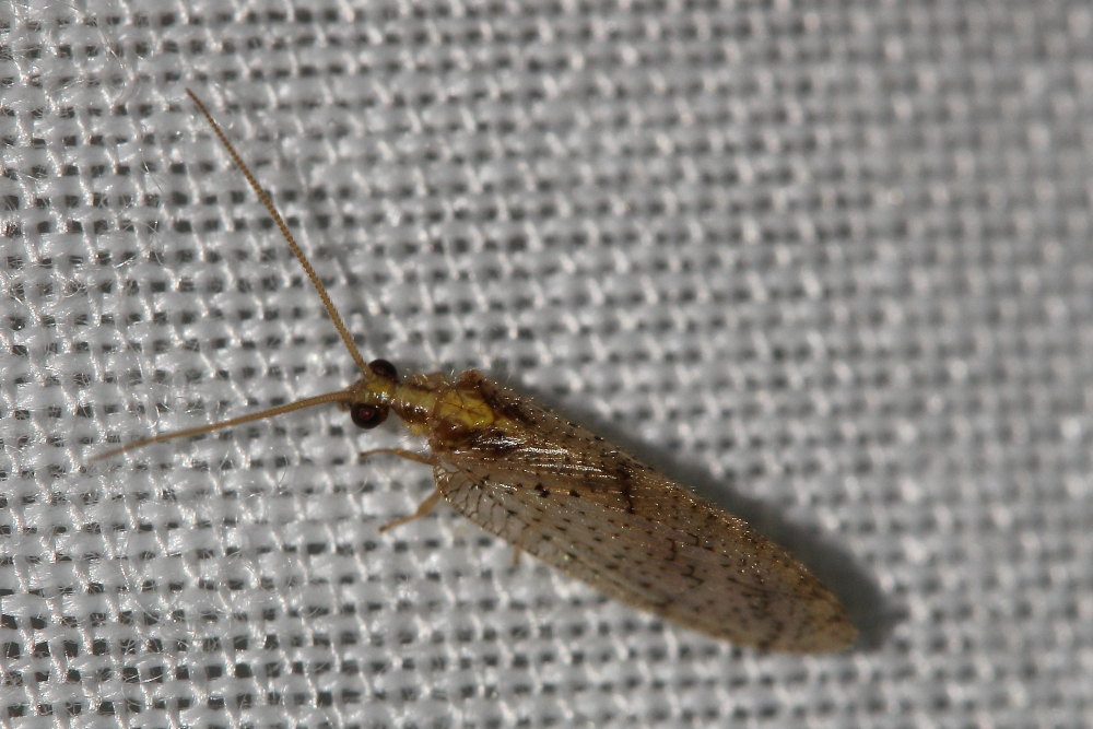 Hemerobius humulinus