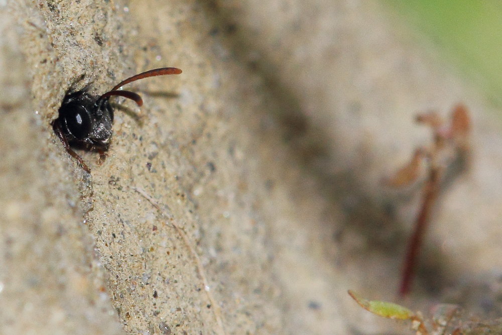 Mimesa grandii grandii (cfr.), Crabronidae