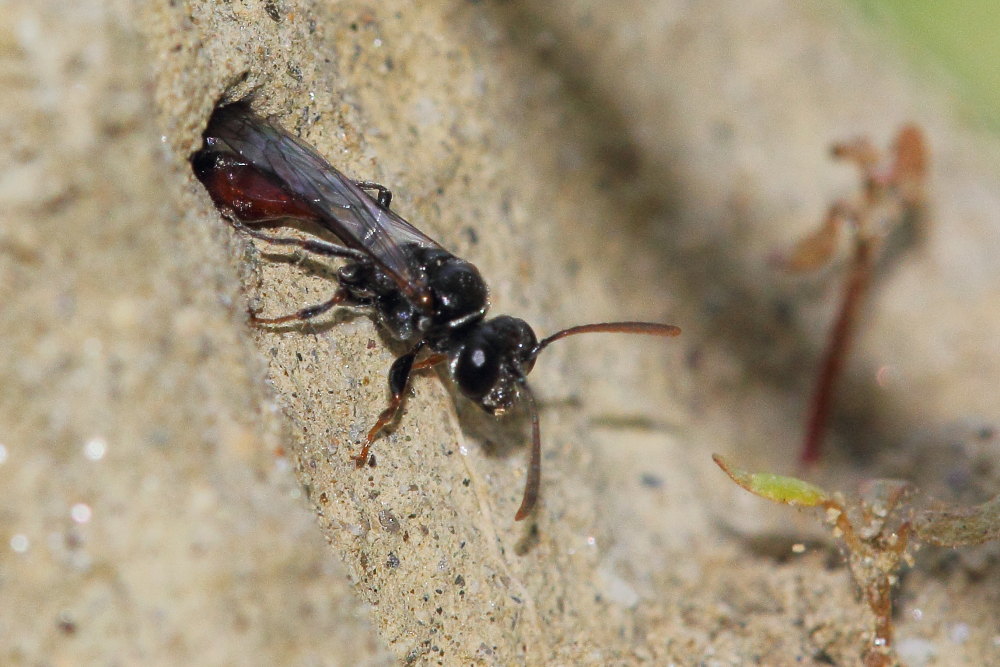 Mimesa grandii grandii (cfr.), Crabronidae