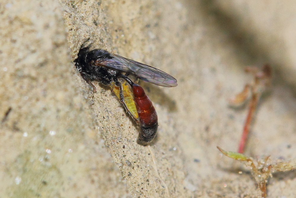Mimesa grandii grandii (cfr.), Crabronidae