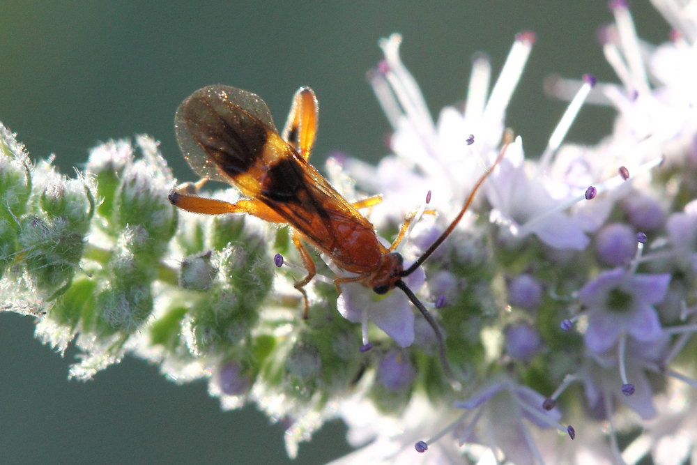 Braconidae, Agathidinae
