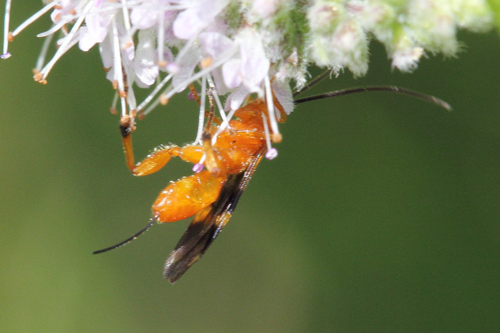 Braconidae, Agathidinae