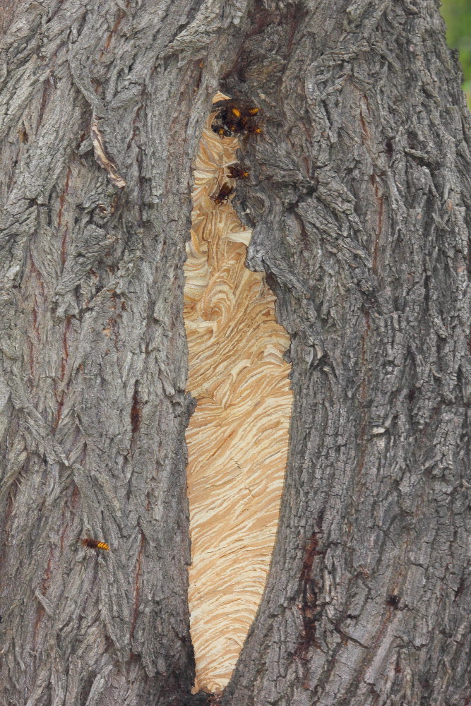 Mimesa grandii grandii (cfr.), Crabronidae