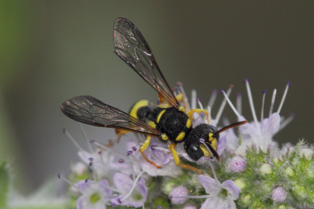 Crabronidae: Cerceris sabulosa e C. quadricincta corsica