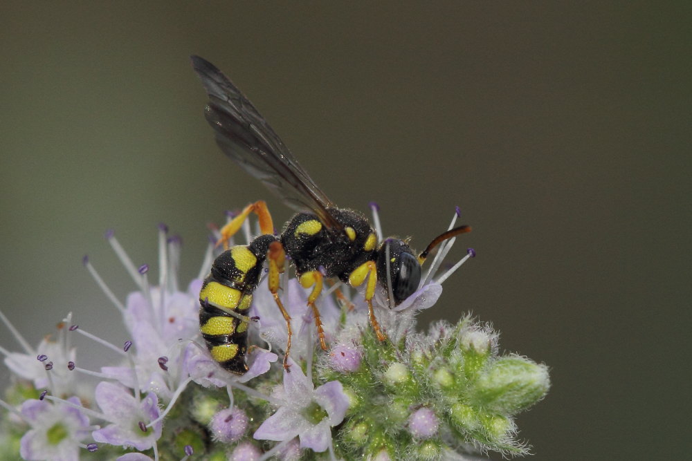 Crabronidae: Cerceris sabulosa e C. quadricincta corsica