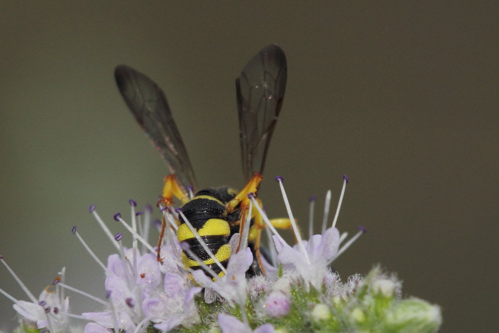 Crabronidae: Cerceris sabulosa e C. quadricincta corsica