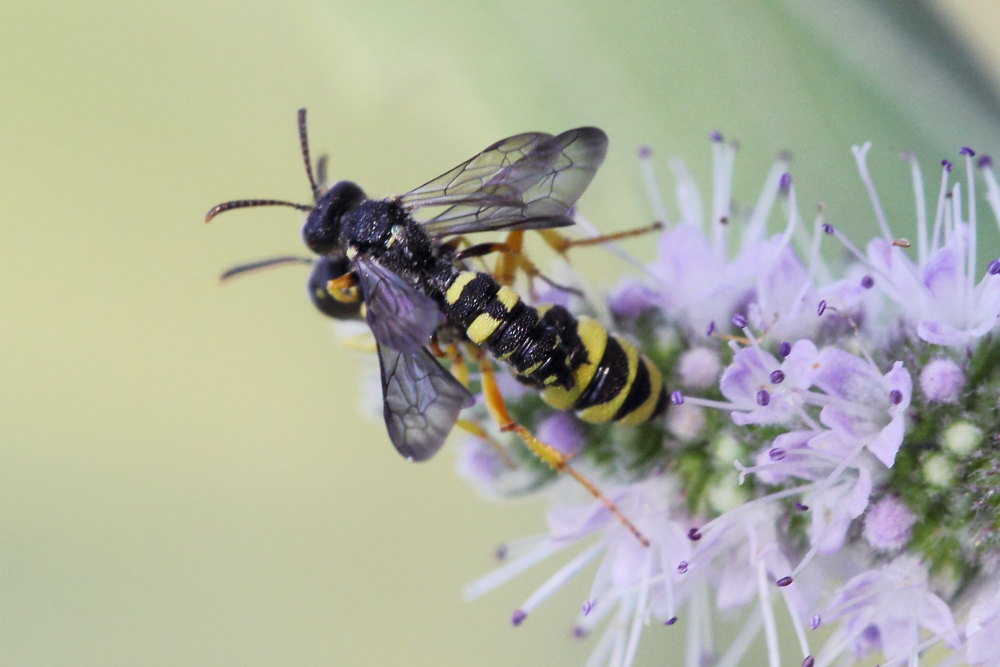 Crabronidae: Cerceris sabulosa e C. quadricincta corsica