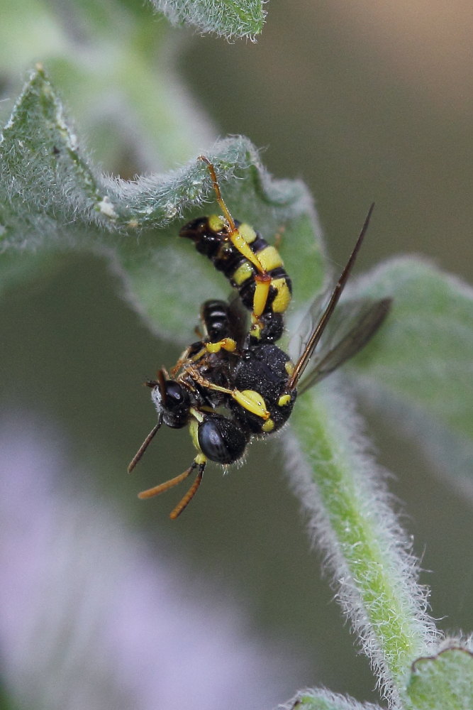 Crabronidae: Cerceris sabulosa e C. quadricincta corsica