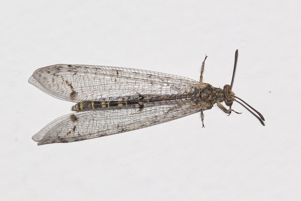 Distoleon tetragrammicus,  femmina (Myrmeleontidae)