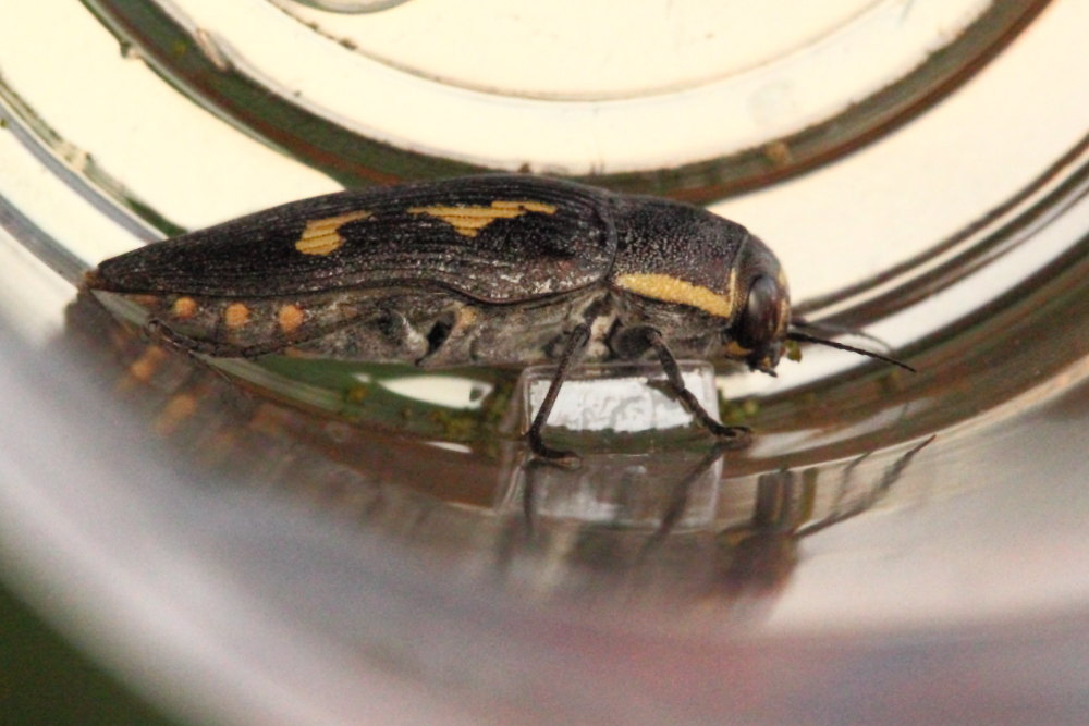 Buprestis novemmaculata? Sì.
