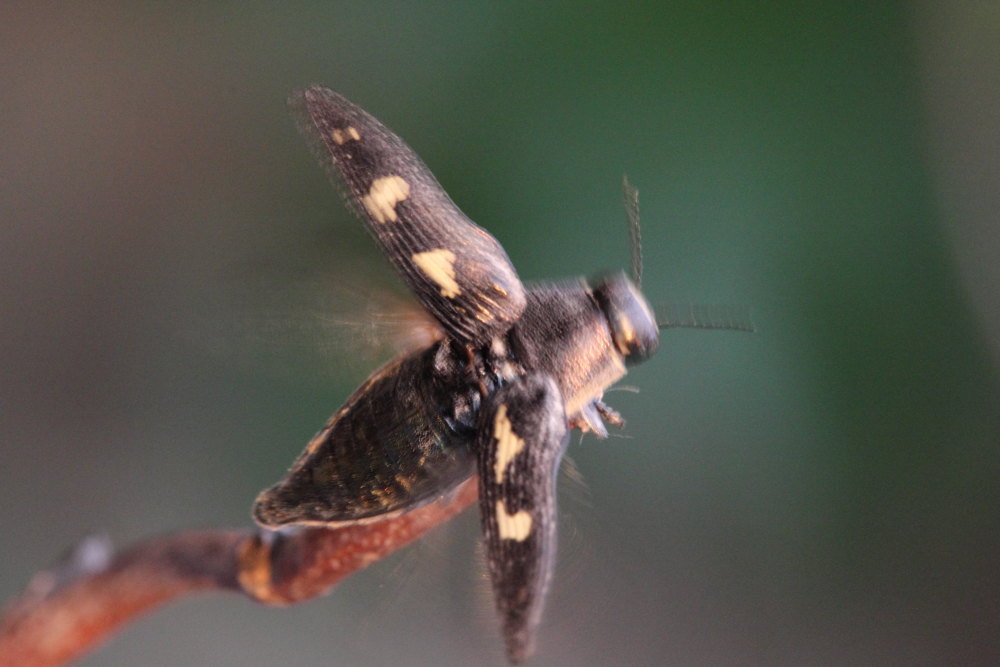 Buprestis novemmaculata? Sì.