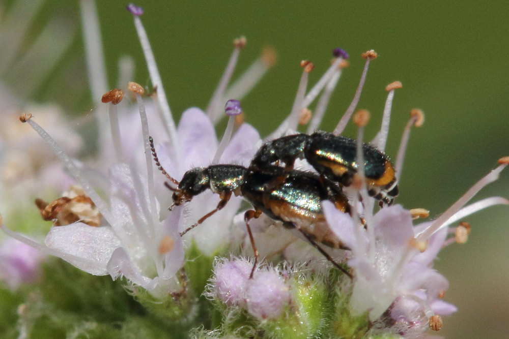 Da identificare: Attalus marginatus (ex A. nourrichelii in parte) - Malachiidae