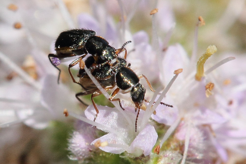 Da identificare: Attalus marginatus (ex A. nourrichelii in parte) - Malachiidae