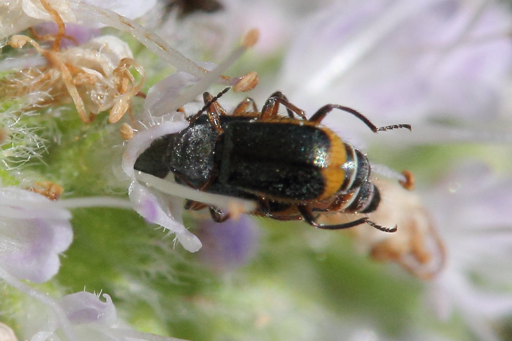 Da identificare: Attalus marginatus (ex A. nourrichelii in parte) - Malachiidae