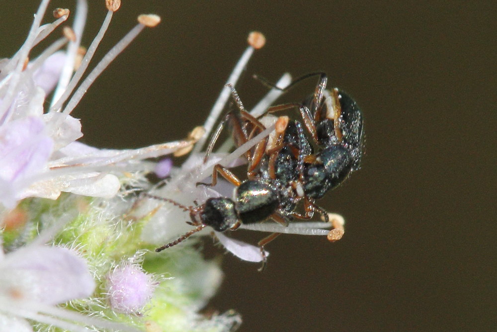 Da identificare: Attalus marginatus (ex A. nourrichelii in parte) - Malachiidae