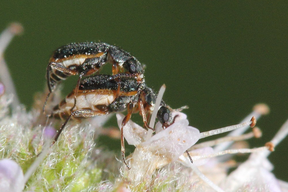 Da identificare: Attalus marginatus (ex A. nourrichelii in parte) - Malachiidae