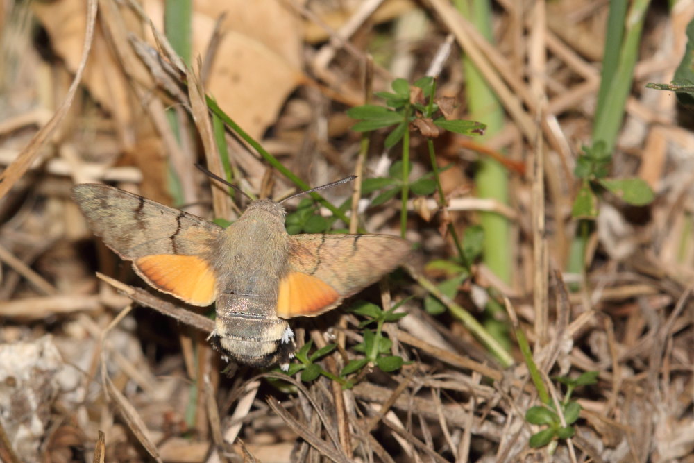 Macroglossum stellatarum in deposizione