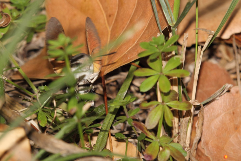 Macroglossum stellatarum in deposizione