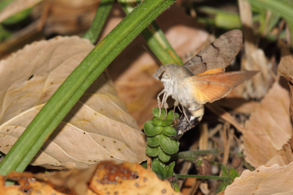 Macroglossum stellatarum in deposizione