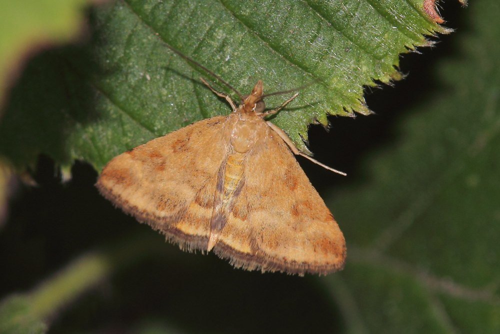 Pyrausta despicata? - Si