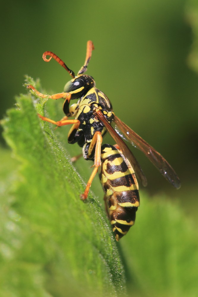 Polistes associus