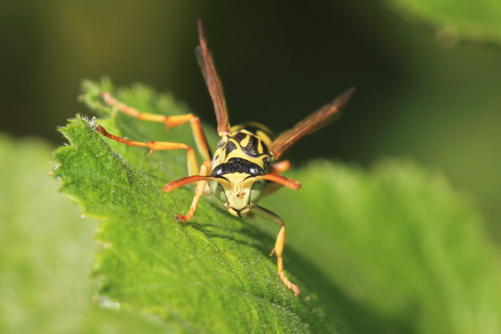 Polistes associus