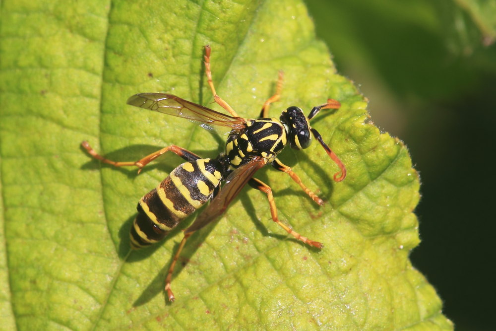 Polistes associus