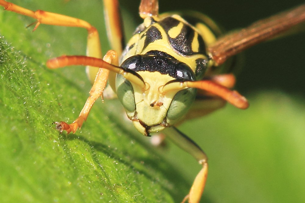Polistes associus