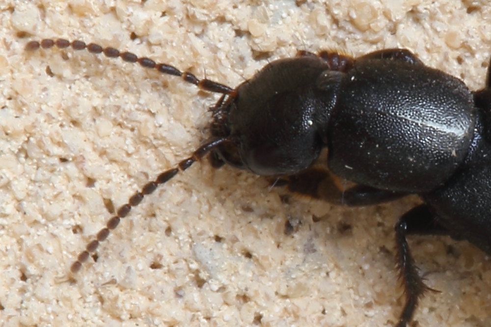 Staphylinidae: Tasgius sp.