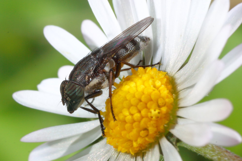 Ditteri autunnali da identificare 5