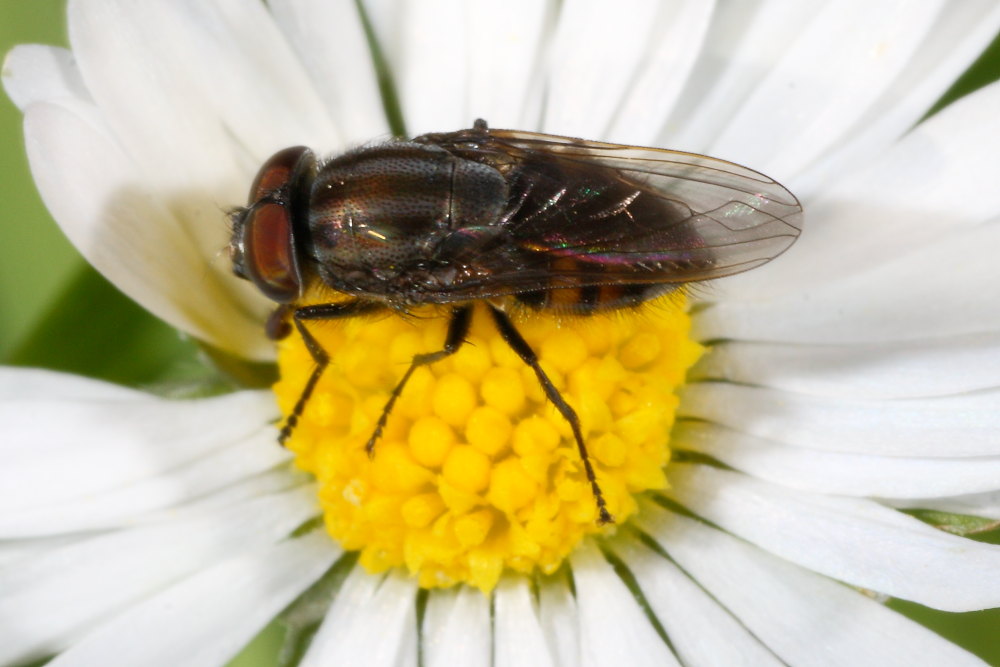 Ditteri autunnali da identificare 5
