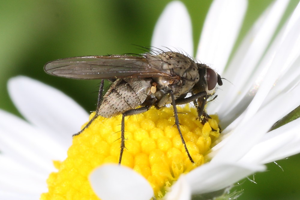 Ditteri autunnali da identificare 6