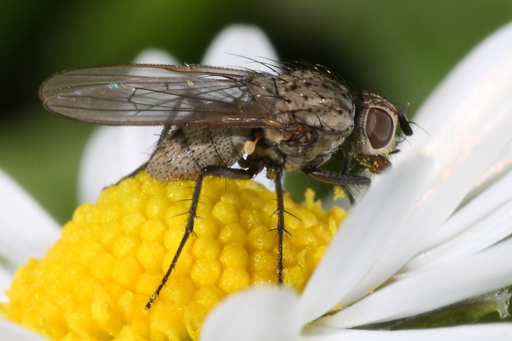 Ditteri autunnali da identificare 6