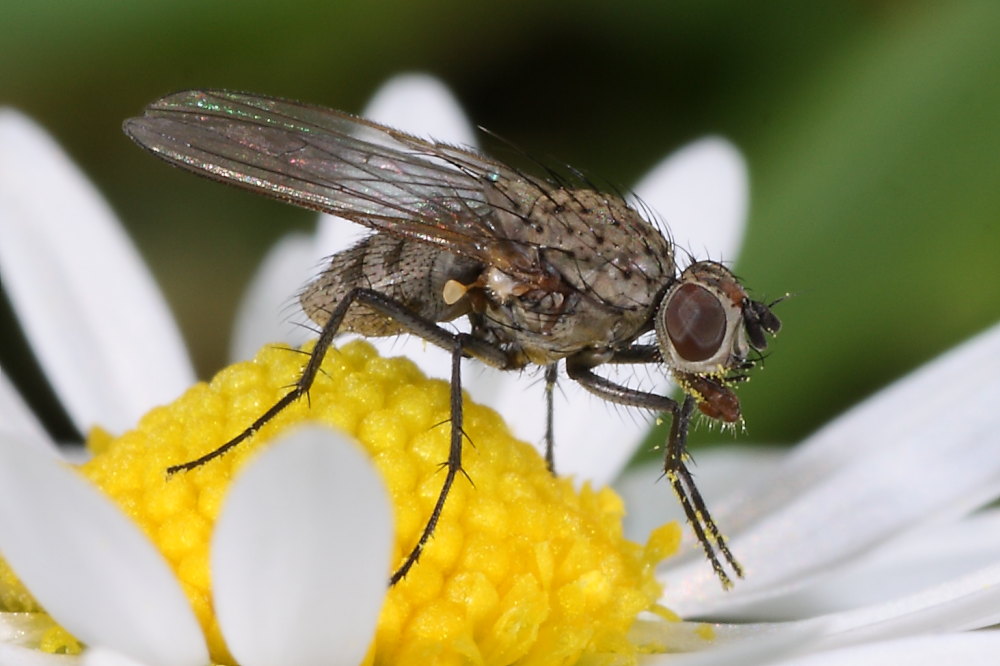 Ditteri autunnali da identificare 6