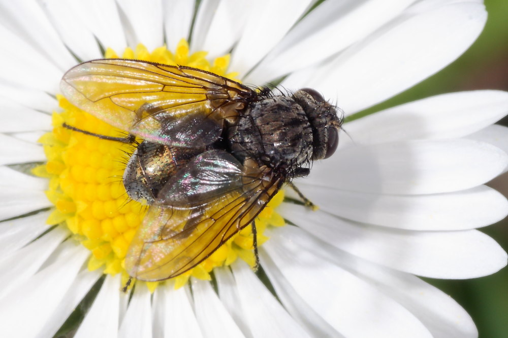 Ditteri autunnali da identificare 9
