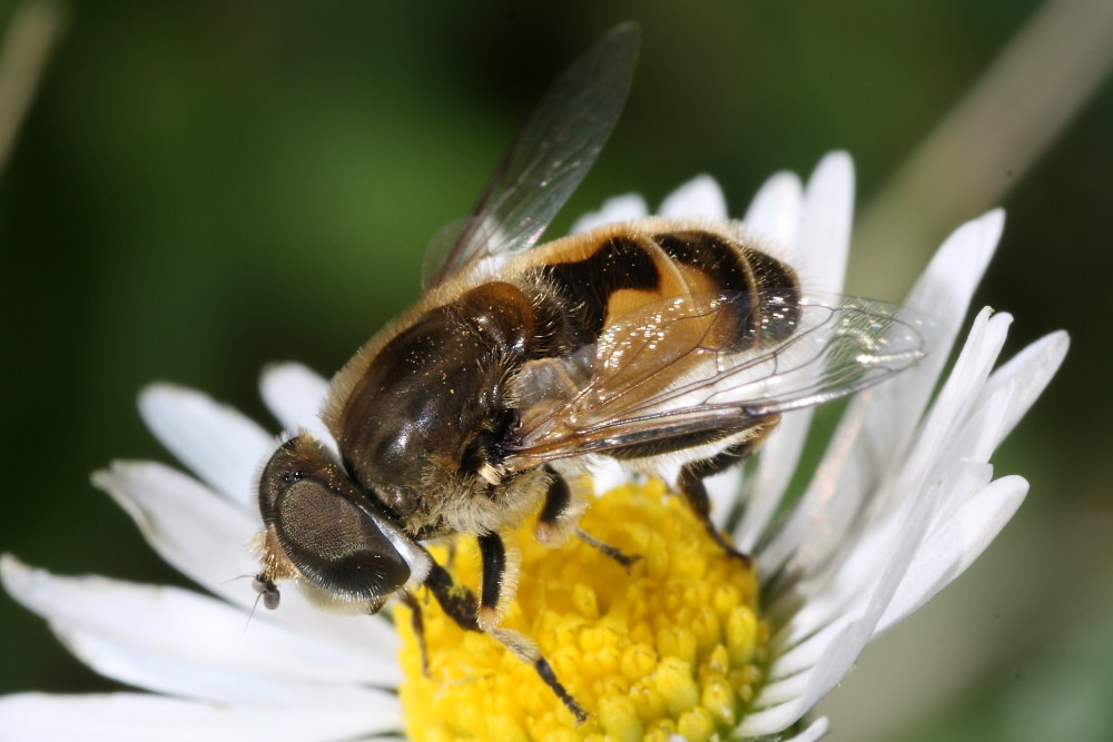 Ditteri autunnali da identificare 10