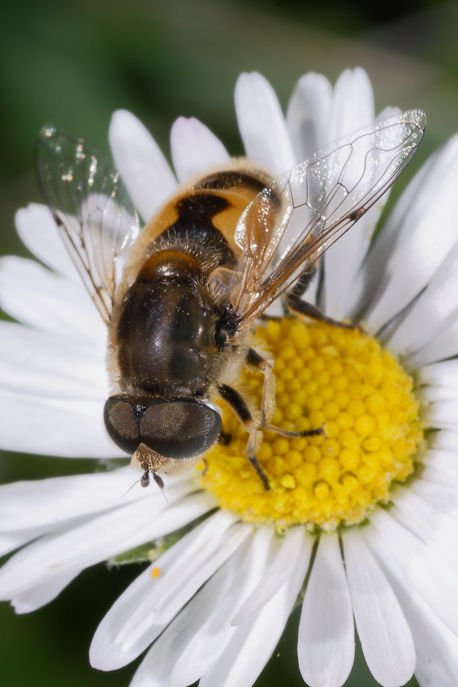 Ditteri autunnali da identificare 10