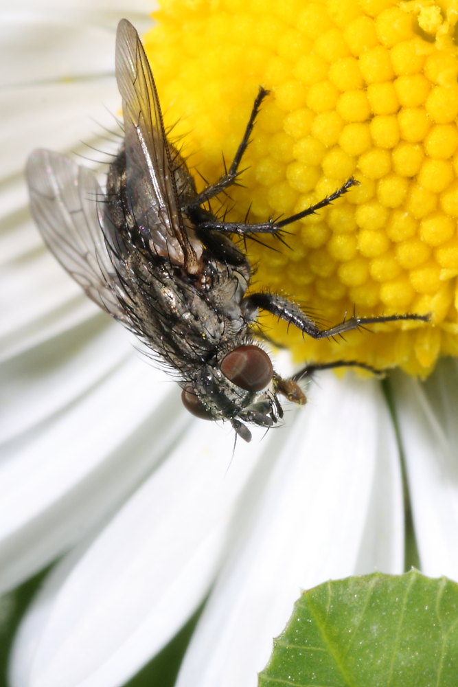 Ditteri autunnali da identificare 11