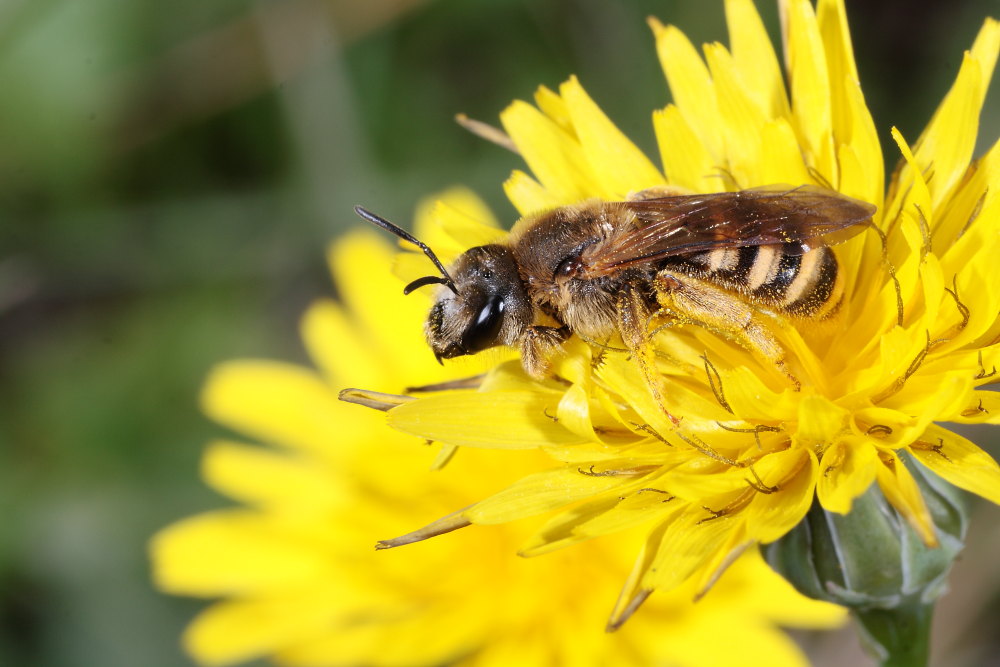 Halictus scabiosae?
