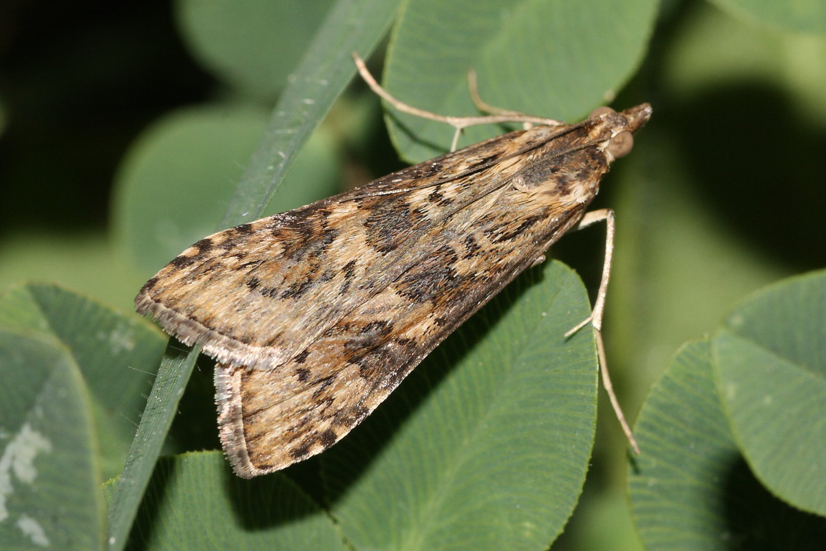 Quattro piccole farfalle da identificare