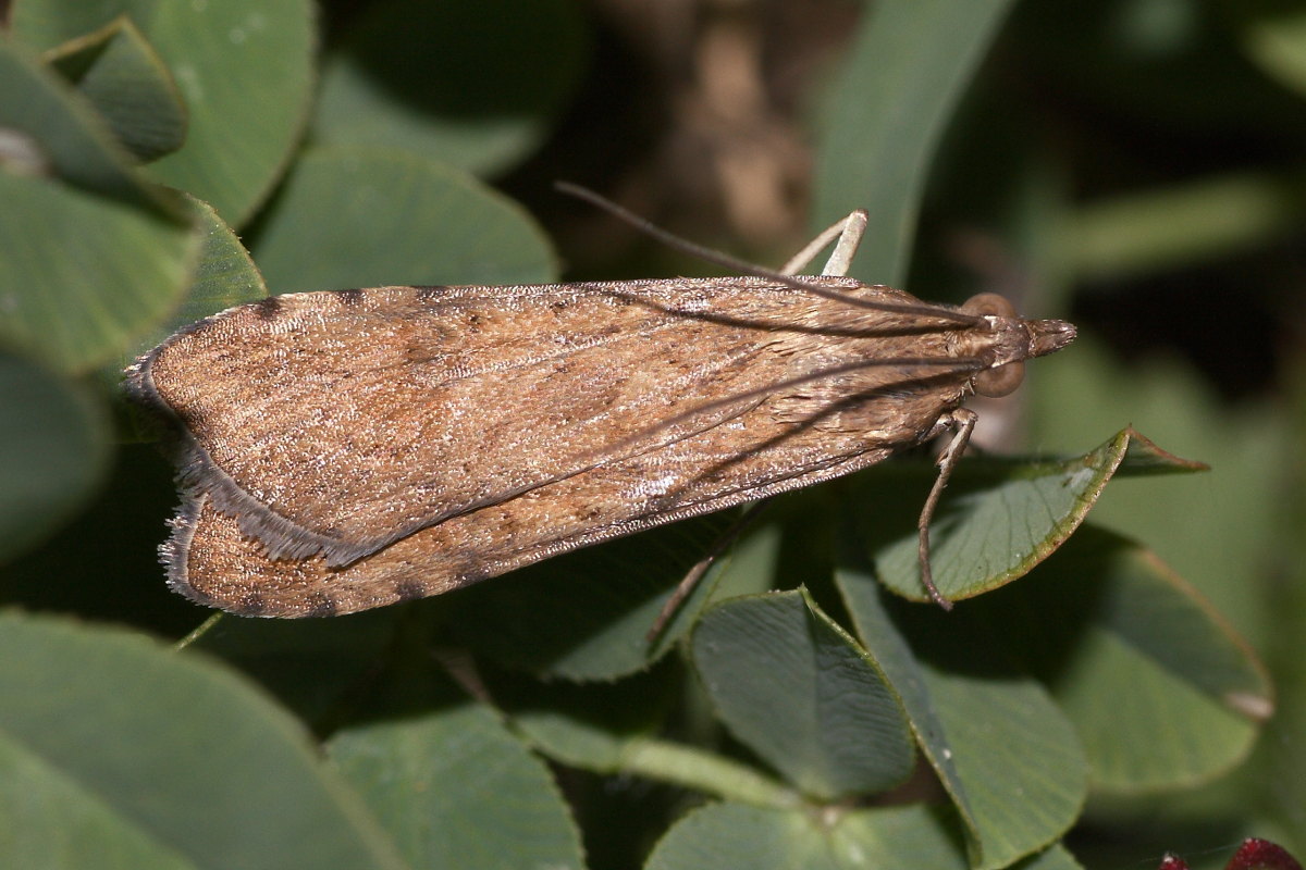 Quattro piccole farfalle da identificare