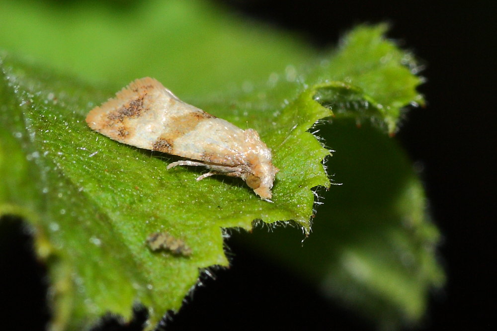 Quattro piccole farfalle da identificare
