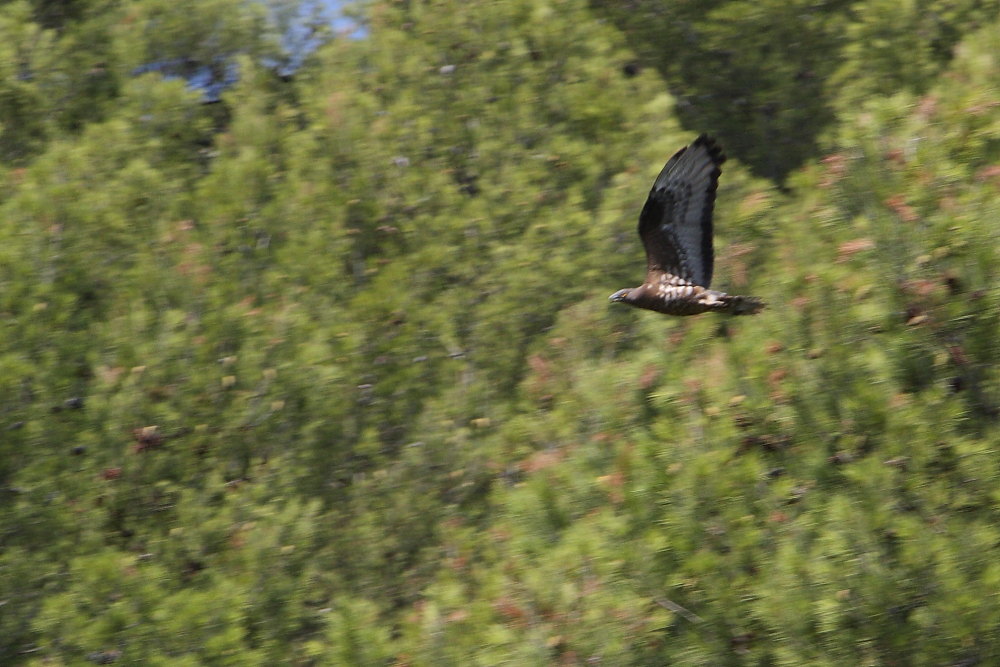 Falco pecchiaiolo?