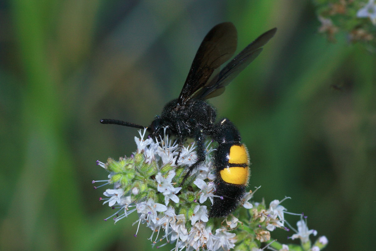 Scolia hirta e Scolia hirta unifasciata