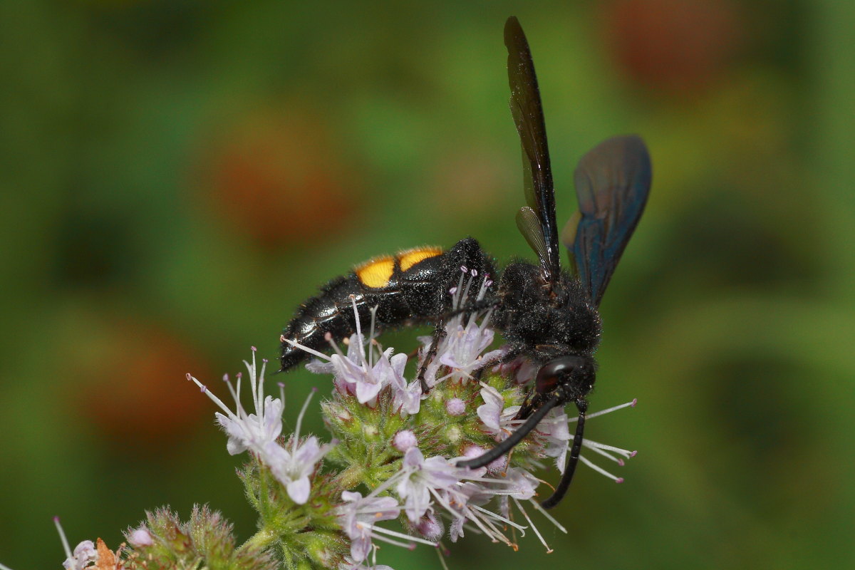 Scolia hirta e Scolia hirta unifasciata