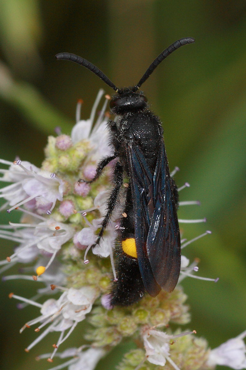 Scolia hirta e Scolia hirta unifasciata