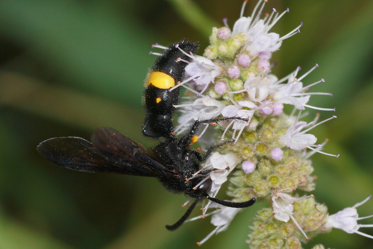 Scolia hirta e Scolia hirta unifasciata