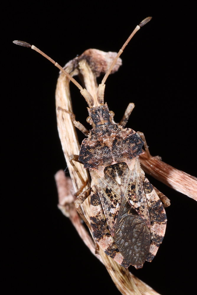 Coreidae: Centrocoris variegatus delle Marche (AN)