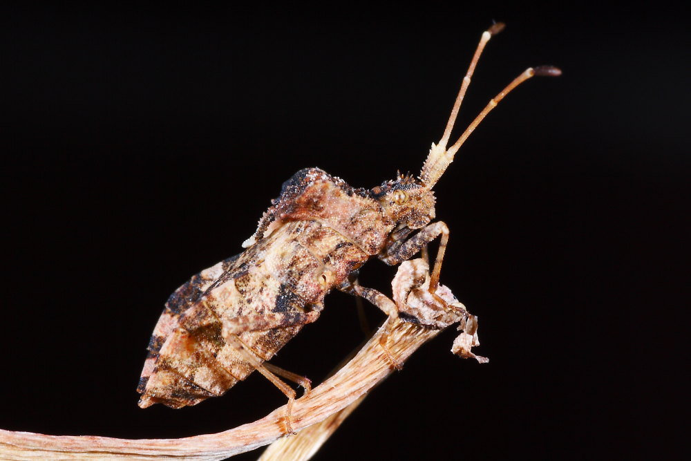 Coreidae: Centrocoris variegatus delle Marche (AN)